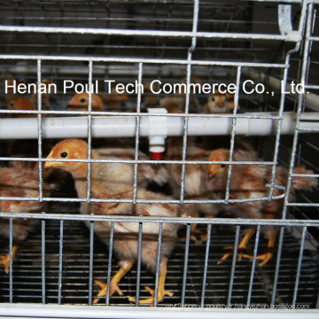Équipement de cage de poulet Pullet de haute qualité (type A)
